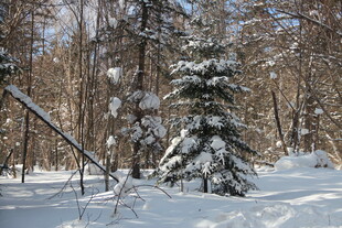 冬日雪覆树林中的孤松