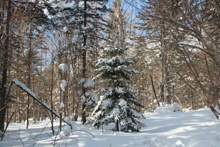 雪覆森林中的孤松