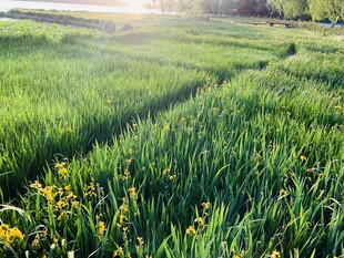阳光照耀下的翠绿田野