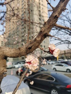 街头绽放的粉嫩花枝