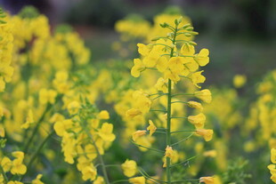 油菜花