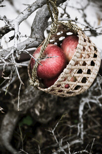 树枝上挂着编织篮与红苹果