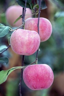 枝头粉嫩诱人的红苹果