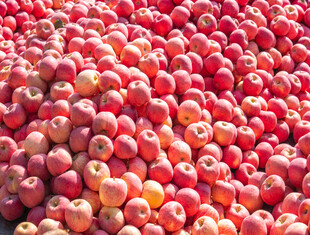 堆积如山的鲜艳红苹果