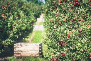 果园中硕果累累的繁茂景象