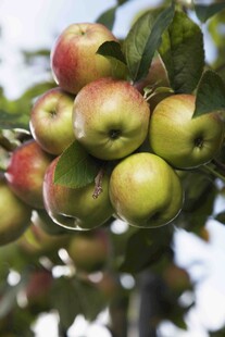 枝头硕果累累的新鲜苹果