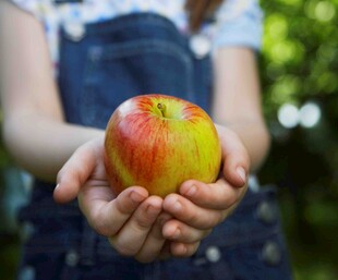 双手捧持鲜艳苹果