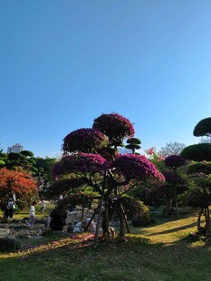 修剪漂亮的三角梅