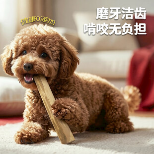 泰迪犬咬磨牙棒超欢乐
