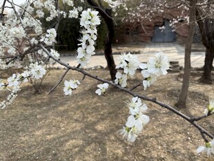 枝头绽放的洁白梨花