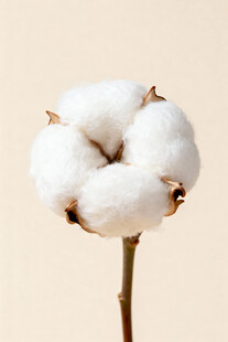 棉花