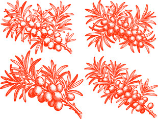 沙棘果枝叶装饰图案