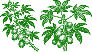 五指毛桃植物果实插画