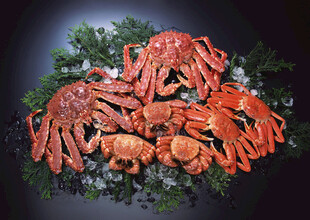 新鲜肥美的帝王蟹海鲜展示