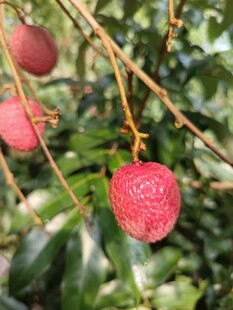 枝头饱满的新鲜红荔枝