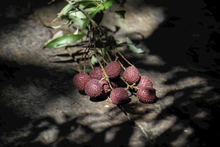 荔枝