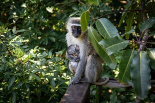 树上的白脸卷尾猴