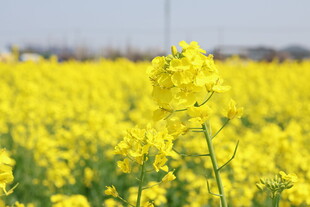 金黄油菜花田
