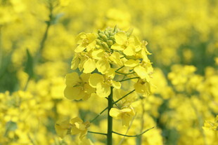 金黄油菜花绽放