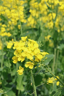 金黄油菜花绽放