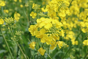 春日油菜花田