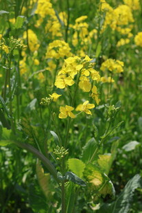 金黄油菜花田