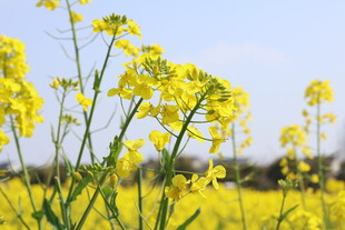 金黄油菜花田绽放