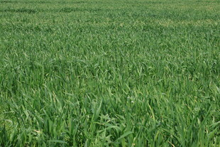 翠绿广阔的青青麦田