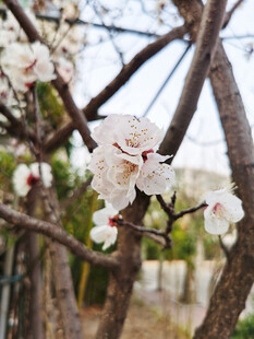 枝头绽放的洁白花朵