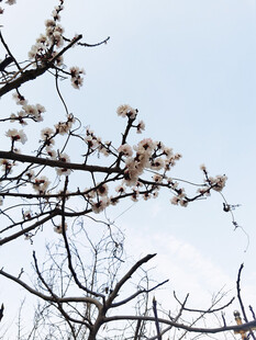 枝头绽花