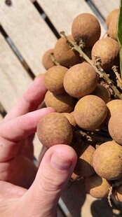 手捧新鲜饱满的龙眼