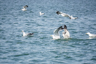 海面上飞翔与戏水的海鸥