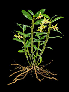 黄花石斛植株特写