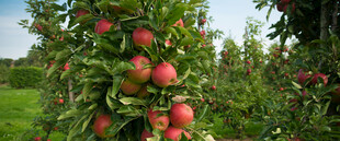 硕果累累的苹果果园