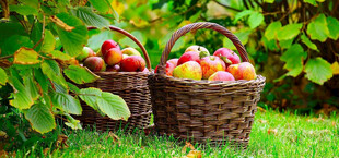 草地上的两篮新鲜苹果