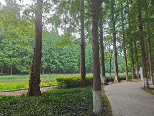 潜江水杉公园