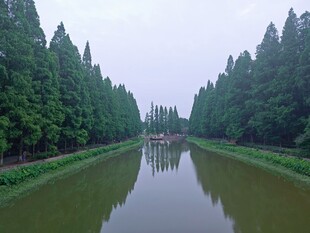 潜江水杉公园