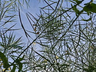 蓝天映衬下的葱郁松枝