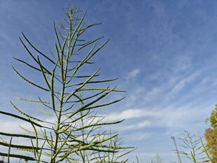 蓝天中的翠绿植物