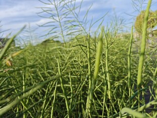 田野中的繁茂绿色植物