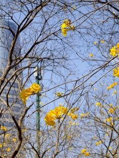 黄花风铃木
