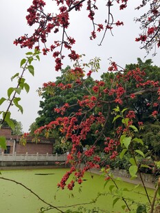 木棉花