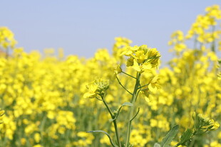 金黄油菜花海