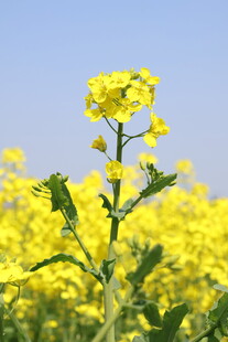 田野中的灿烂油菜花