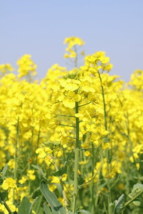 金黄灿烂的油菜花田
