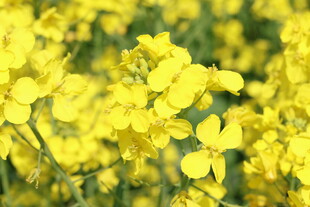 金黄油菜花绽放