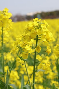 金黄油菜花田