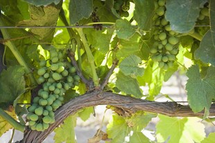 葡萄藤上的鲜嫩青葡萄