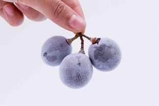 紫葡萄