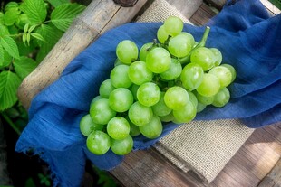 新鲜绿葡萄置于蓝布上